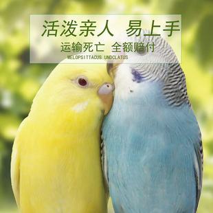 鹦鹉活鸟鸟活物玄风云斑鹦鹉中小型会说话鹦鹉活体物宠物虎皮鹦鹉