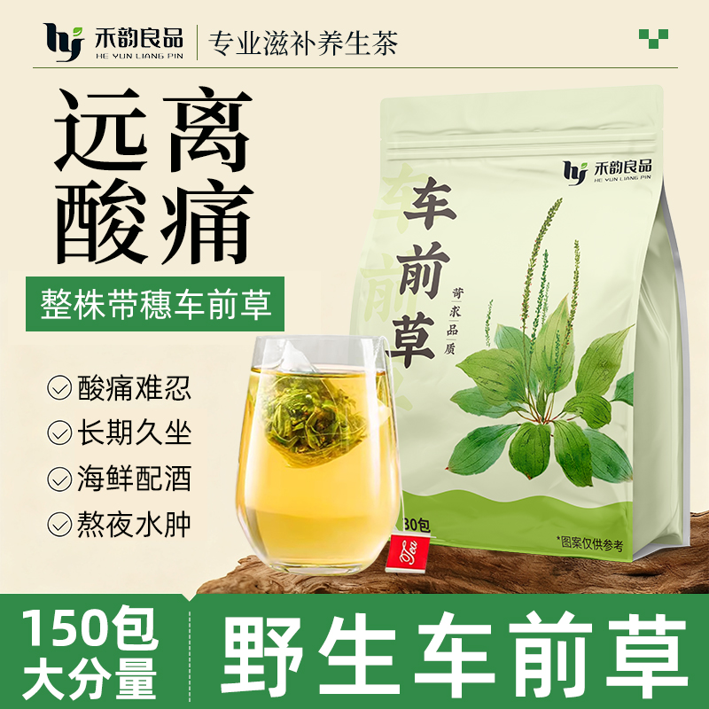 【不酸不痛】野生车前草泡水喝