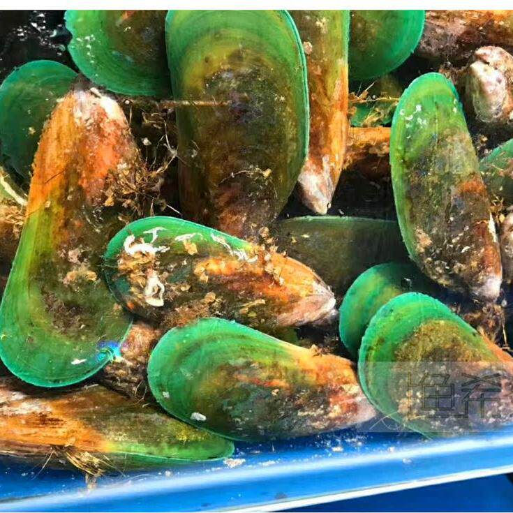 鲜活新西兰青口1000g 进口海鲜生鲜贻贝海虹淡菜西餐简餐家庭白灼