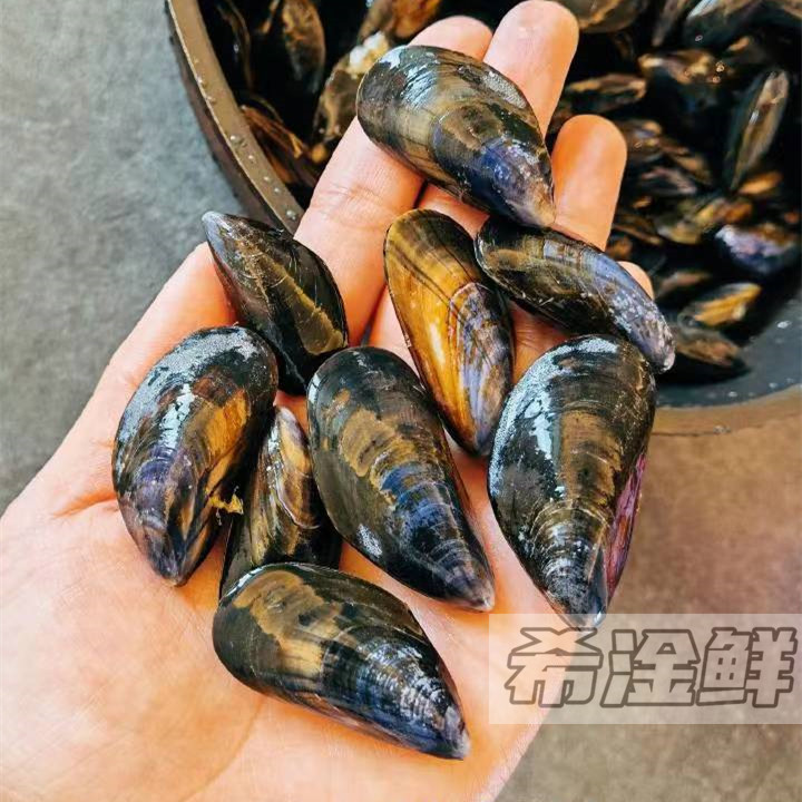 法国蓝贻贝1000g 鲜活全壳紫贻贝蓝口贝淡菜西餐厅海鲜自助餐寿司
