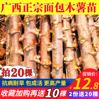 广西食用木薯种耐旱抗病高产苗
