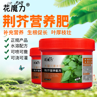 荆芥肥料荆芥苗假荆芥香荆荠线荠四棱杆蒿假苏樟脑草家庭通用菜园