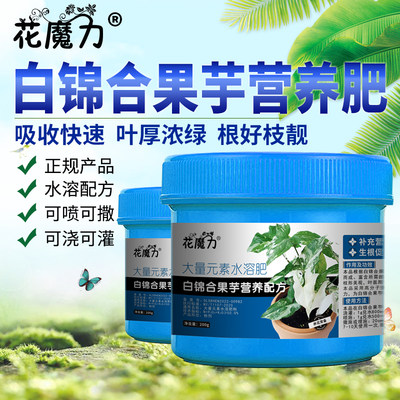 白锦合果芋肥料Syngonium Podophyllum白锦和果芋盆栽专用营养肥