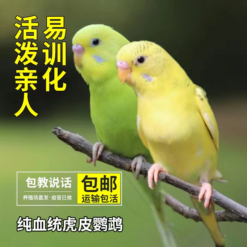 手养鹦鹉活鸟活物家养宠物小鸟云斑鹦鹉中小型会说话虎皮鹦鹉包活