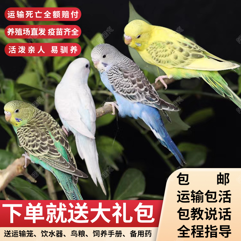 阿诺克鹦鹉可爱粘人孩子喜欢