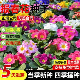 欧洲报春种种子观花种子四季播易种花籽室内阳台盆栽七重楼樱草花