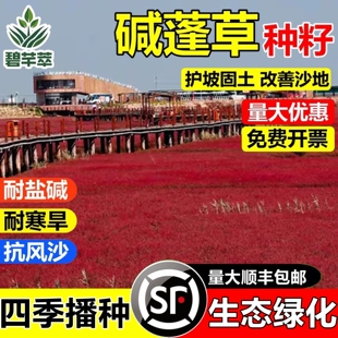 碱蓬草种子耐盐碱植物杂改良土壤耐寒耐旱多年生四季牧草披碱草籽