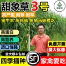 进口甜象草3号种子多年生耐寒耐旱牧草种子畜牧养殖猪牛羊鸡鸭鹅