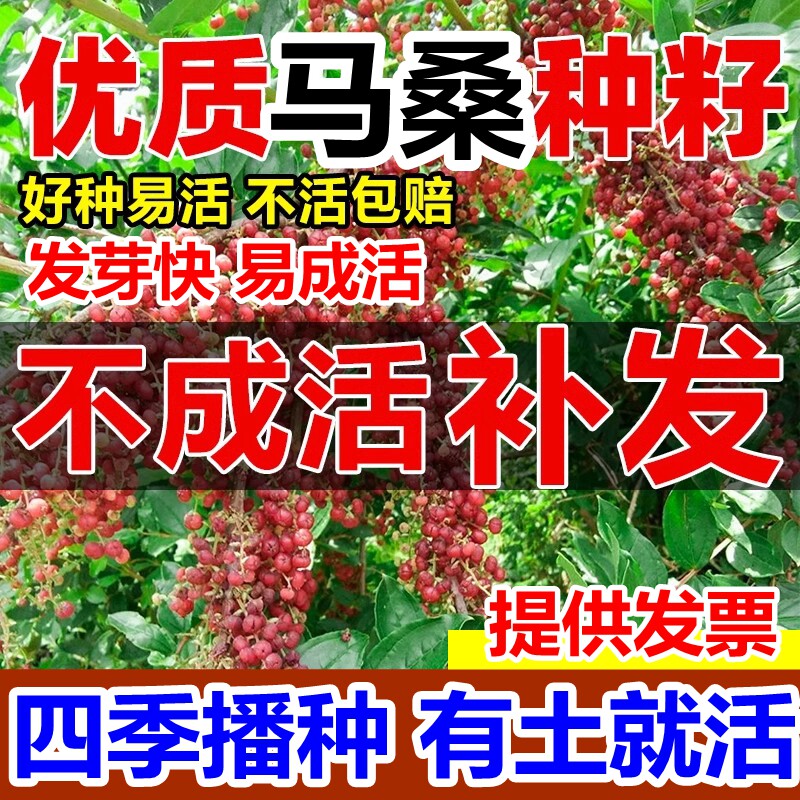 马桑种子四季车桑子木豆猪屎豆马棘种籽醉鱼桑葚桑树护坡灌木草籽