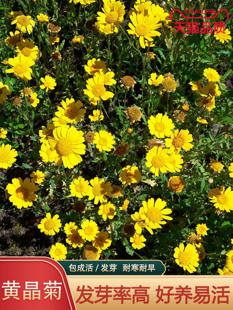 黄晶菊花种子 耐寒性强耐半荫 开花早花期长 阳台盆栽易种