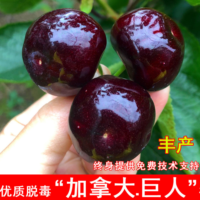 加拿大巨人大樱桃树苗嫁接特大车厘子苗抗冻耐寒盆地栽北南方种植
