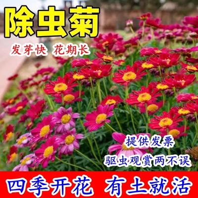 除虫菊花种籽子四季播种开花易活