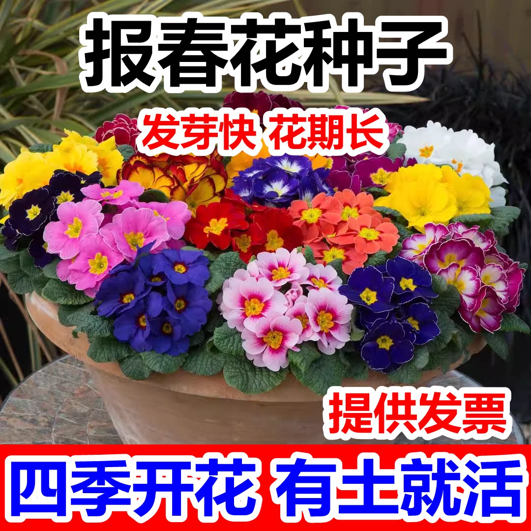 德国报春花种子七重楼樱草花晚景花种籽花坛阳台盆栽秋季播多年生