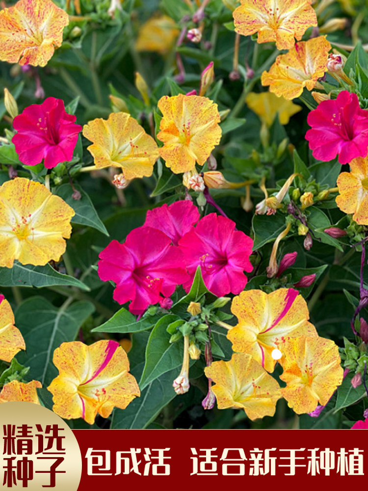 紫茉莉花种子混色茉莉花地雷花种子阳台易种盆栽五彩香茉莉花种子