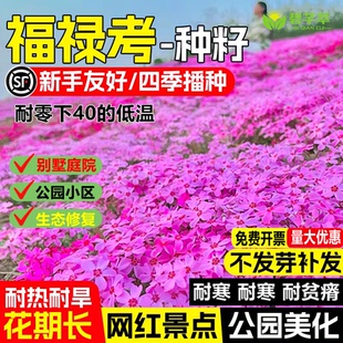 低矮耐寒芝樱花种子籽福禄考种籽草坪花四季播种室外北方阳台庭院