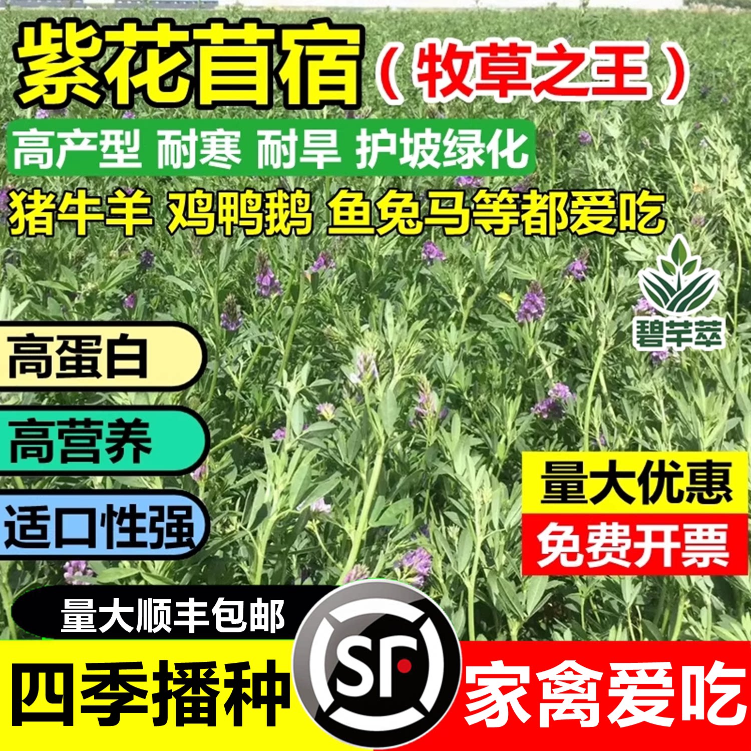 进口紫花苜蓿种子多年生苜蓿草种子四季常青牧草鸡鸭鹅牛羊鱼草籽