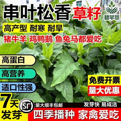 串叶松香草籽多年生耐寒牧草种子