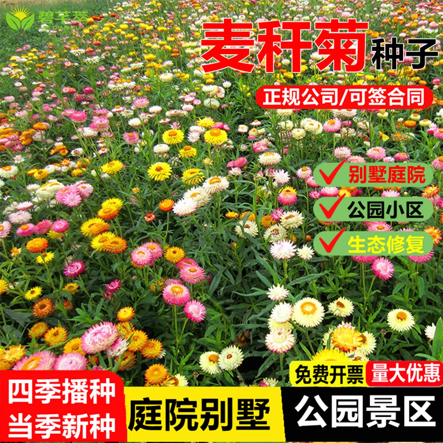 麦秆菊种子混色腊菊干花菊花籽景观绿化盆栽花卉阳台园艺切花观花