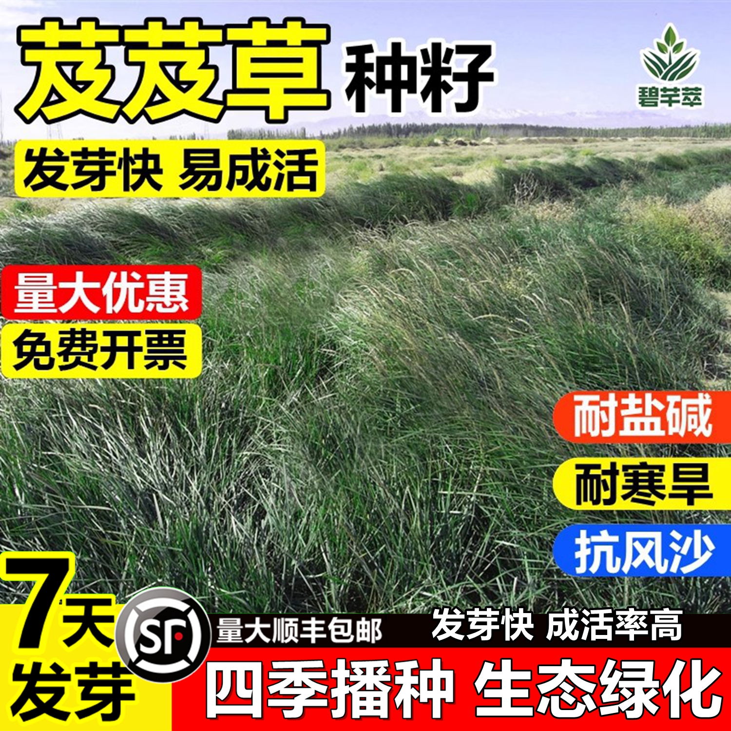 芨芨草草籽护坡防风固沙牧草种子