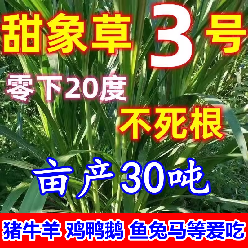 高产耐寒甜象草3号牧草种子多年生四季常青高产养猪牛羊鱼像草籽-封面