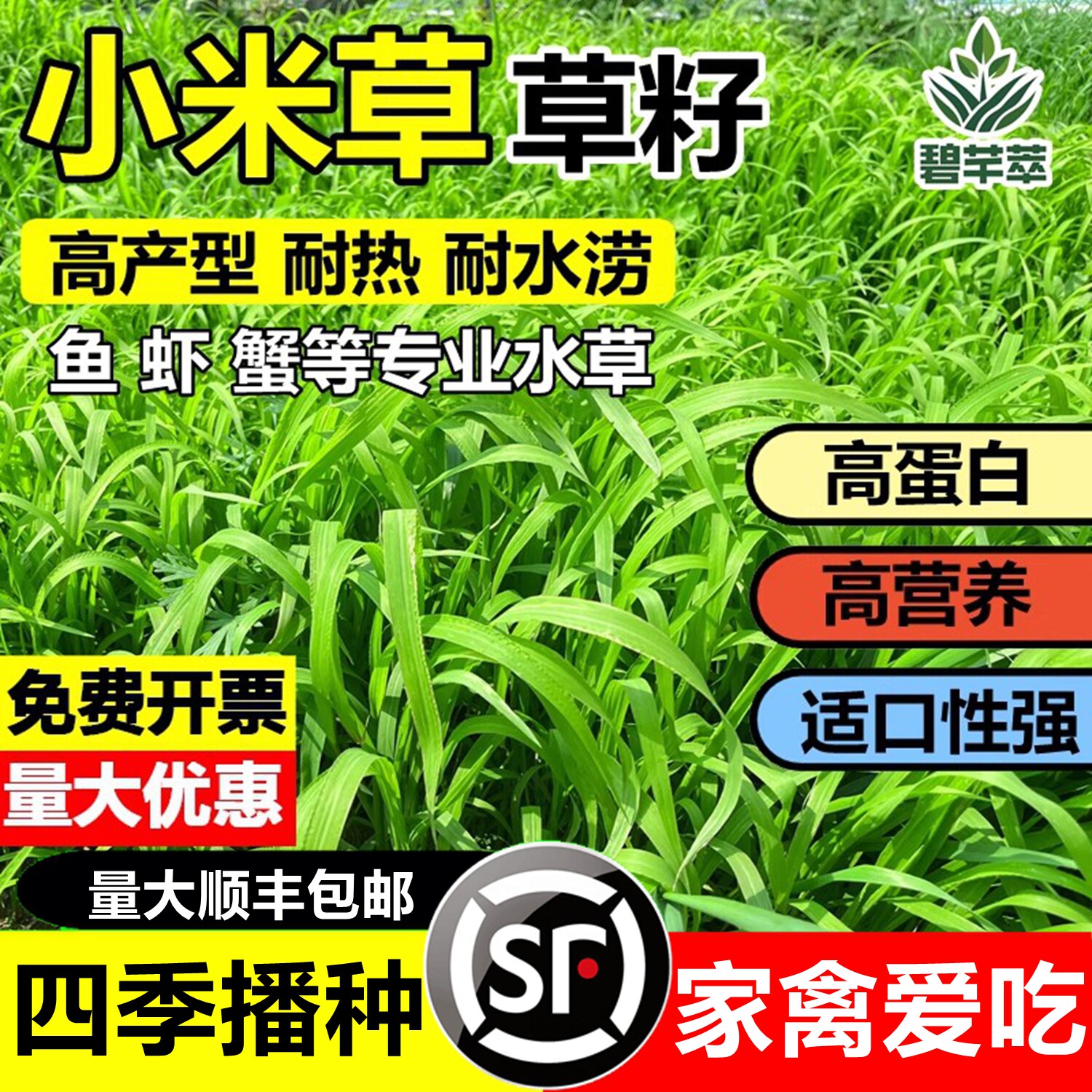 进口高产小米草草籽雀叶稗稷子水草籽虾蟹牧草耐涝水淹草鱼草种籽