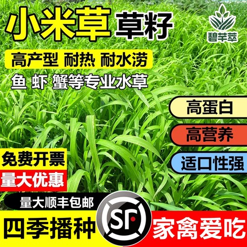 进口高产小米草草籽四季牧草种子