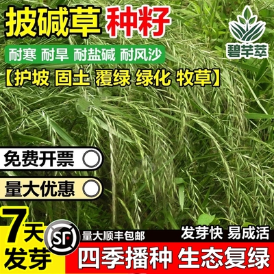 披碱草种子耐寒旱盐地籽护坡固土