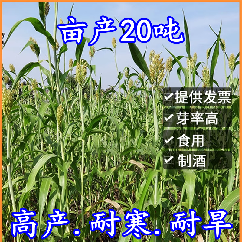 甜高粱种籽喂羊的饲料草畜牧多年生牧草种子饲用大力士甜高粱种子