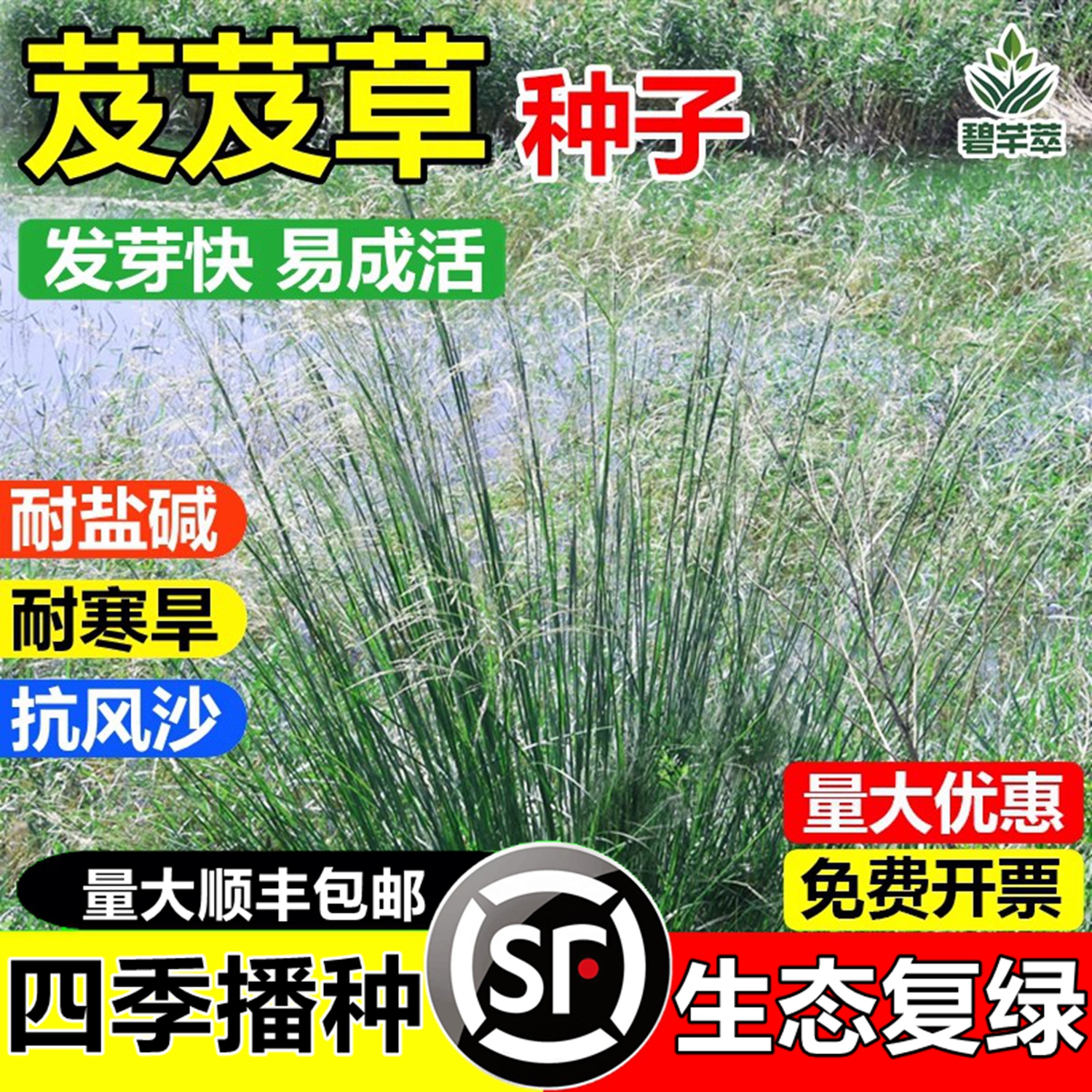 芨芨草草籽四季牧草种子耐寒盐碱