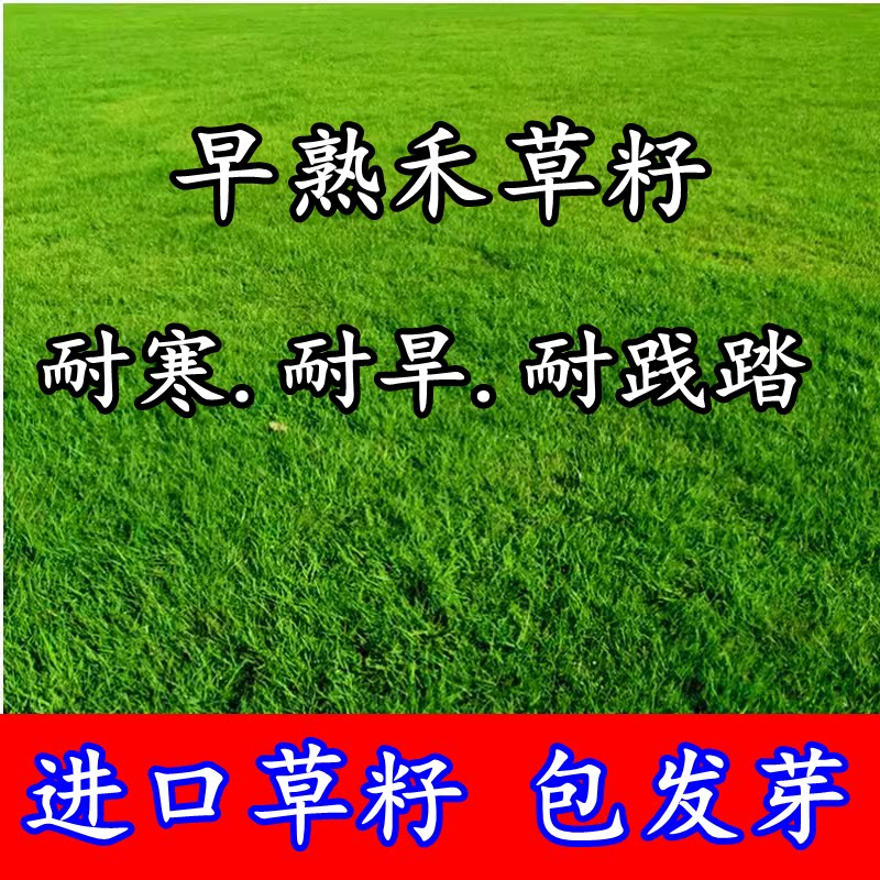 草坪草籽抗寒北方绿化早熟禾种籽矮生四季青庭院别墅耐践踏草种子