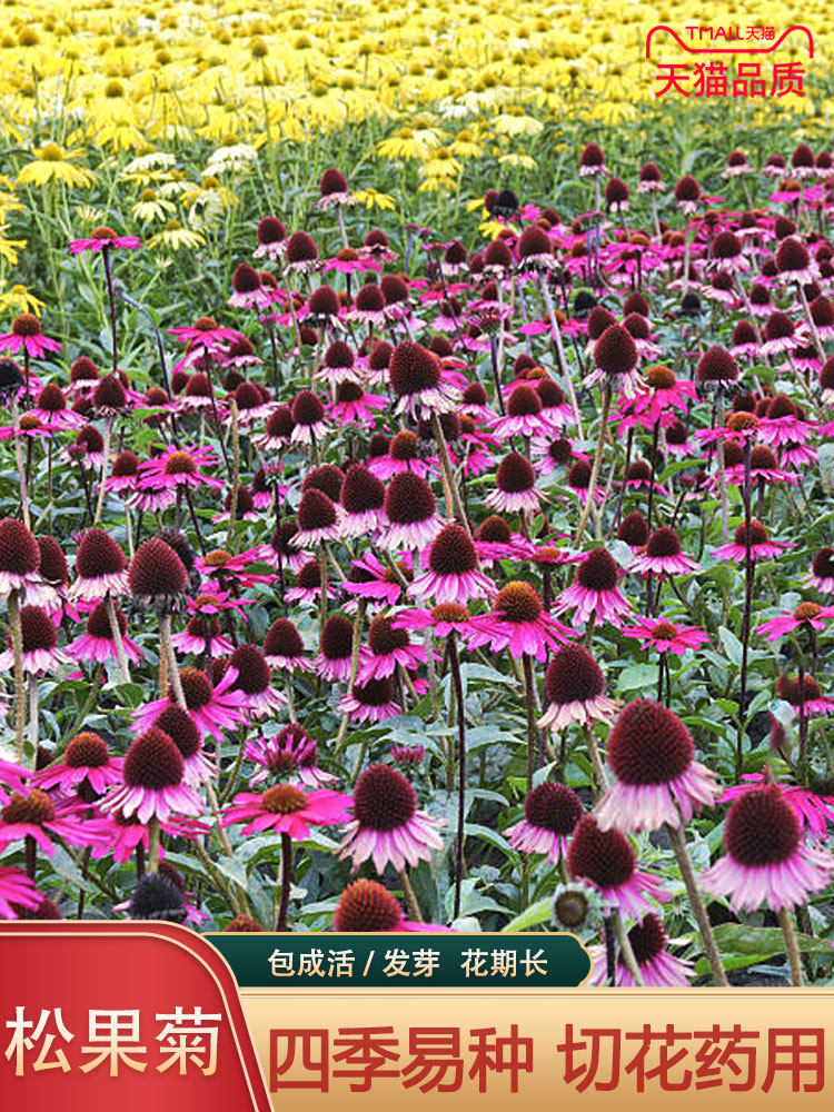 紫松果菊花种子春秋播种多年生耐寒花籽室外庭院阳台花卉盆栽种籽