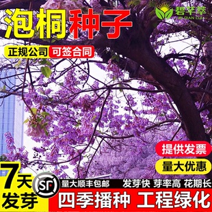 泡桐树种子白花泡桐果泡桐空桐木水桐木树紫花树优质护坡灌木草籽