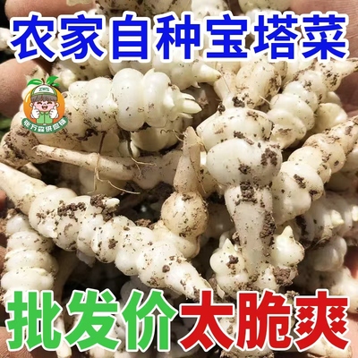 2024现挖螺丝菜当季宝塔菜