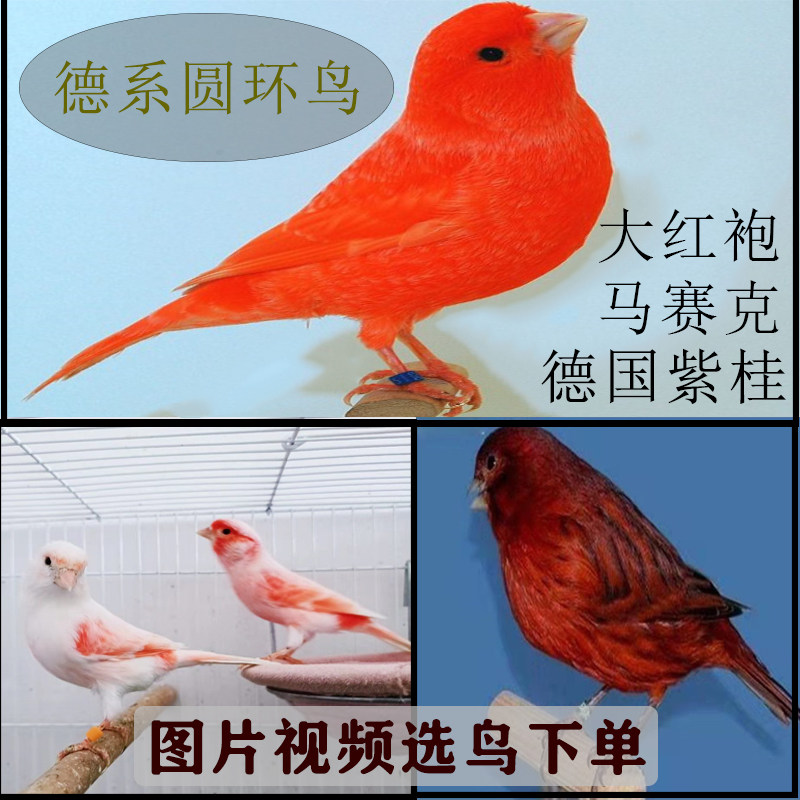 玉鸟活体一对活物芙蓉鸟金丝雀马鸟