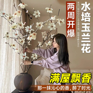 玉兰花鲜切水培植物带花苞室内新年装饰花卉盆栽耐寒鲜花绿植
