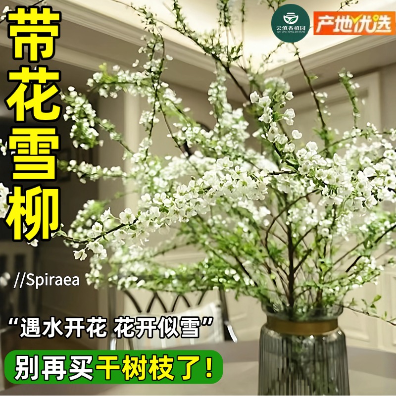 雪柳鲜枝水培植物室内客厅盆栽带花苞龙柳雪柳干枝鲜花卉耐寒绿植