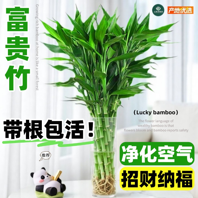带根富贵竹水培植物室内好养绿植