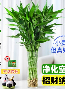 带根富贵竹水培植物客厅招财旺宅花卉绿植盆栽水竹子观音竹文昌竹