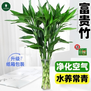 富贵竹水培植物室内招财客厅旺宅花卉绿植盆栽观音竹转运竹文昌竹