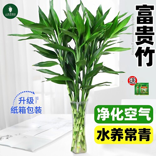 富贵竹水培植物室内招财客厅旺宅花卉绿植盆栽观音竹转运竹文昌竹
