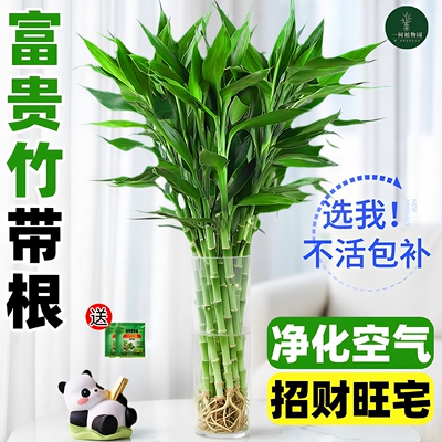 带根富贵竹水培植物室内客厅好养招财绿植花卉盆栽观音竹文昌竹