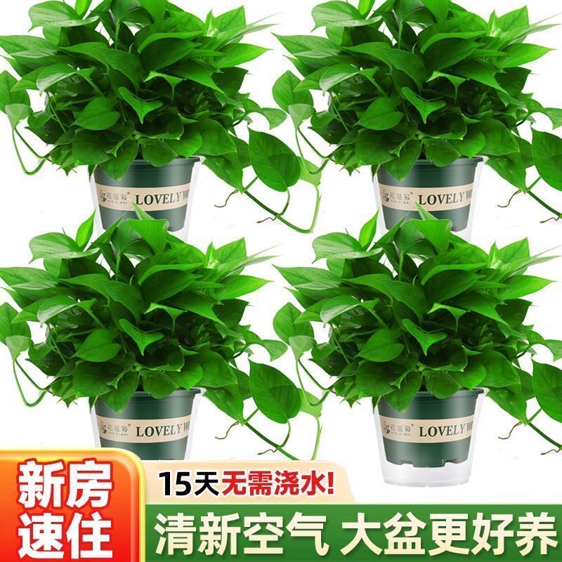 绿萝盆栽室内吸甲醛水培植物工位好养活绿植大盆新房美观净化空气