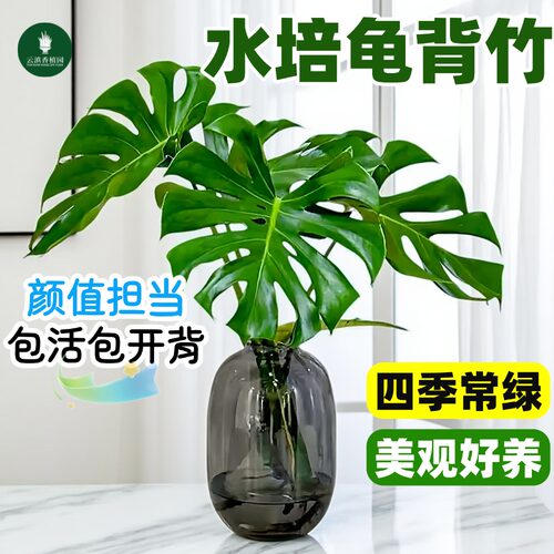 老桩龟背竹大叶开背网红水培植物北欧除甲醛室内客厅好养绿植盆栽