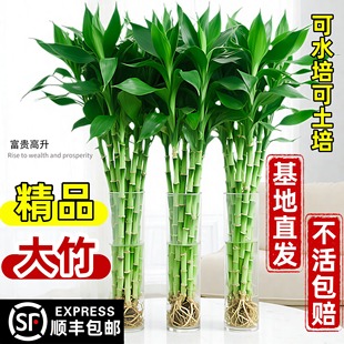 富贵竹水培植物客厅办公室招财竹室内装 修绿萝除醛好养绿植 饰装