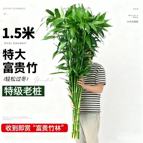 特大号富贵竹粗杆节节高客厅落地盆栽水培植物室内招财好养绿植