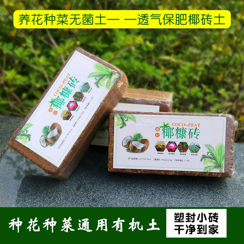 陌町绿萝月季栽培泥土椰砖土精装