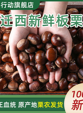 2025年新鲜板栗迁西栗子野生油栗新鲜生板栗河北批发粟子产地直发