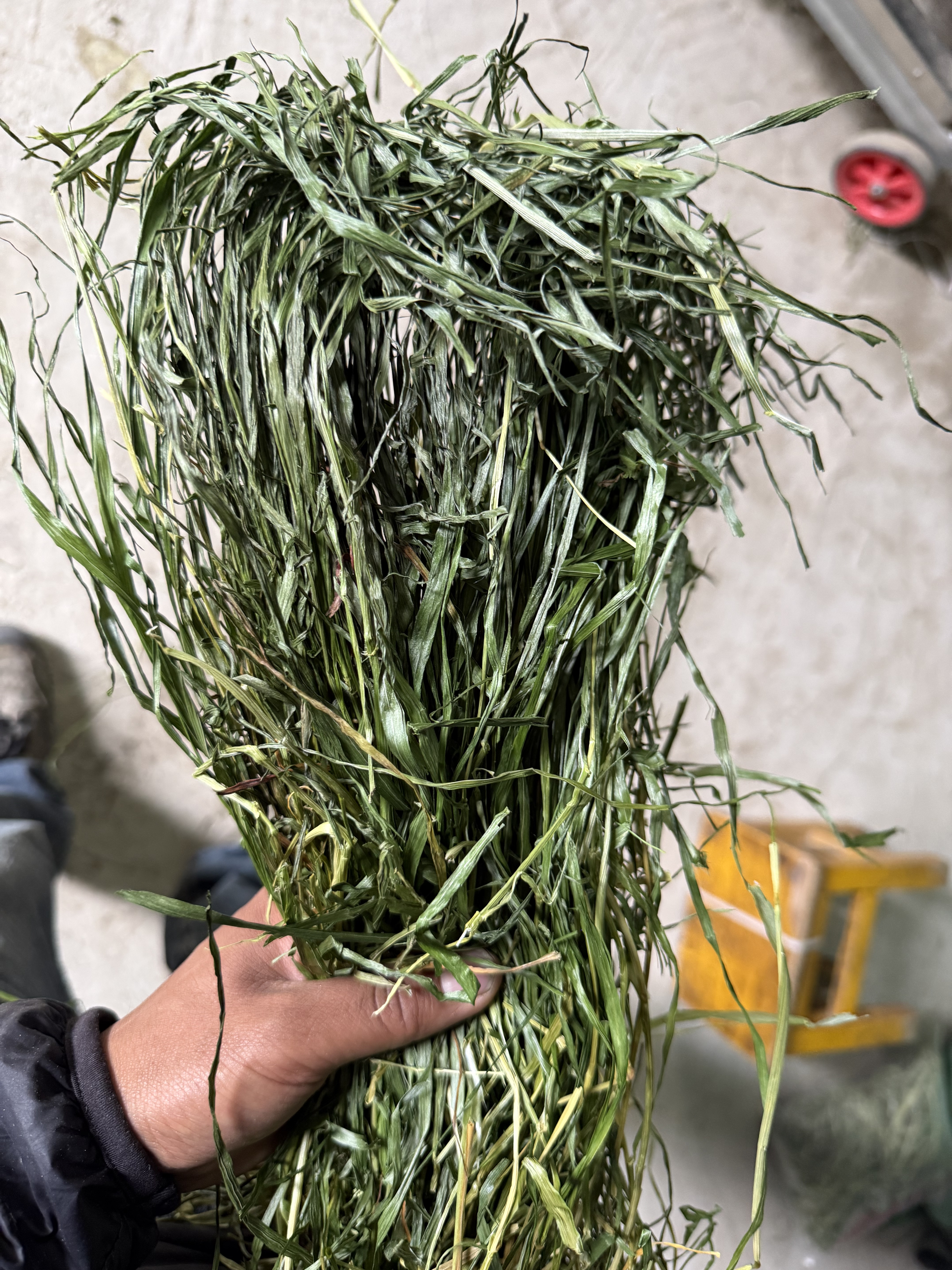 26年新烘干黑麦草段兔子干草粮兔饲料龙猫荷兰猪豚鼠牧草