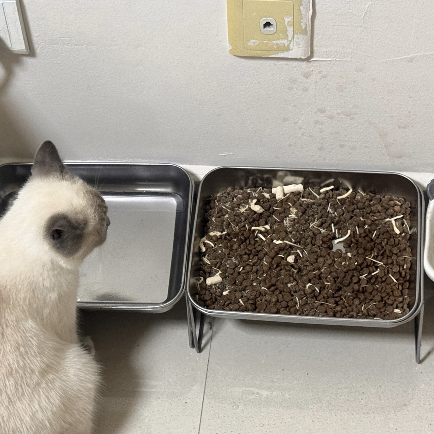 流浪猫猫碗不锈钢投喂盒猫咪饭碗盆喝水碗投喂碗防打翻防蚂蚁狗碗图片
