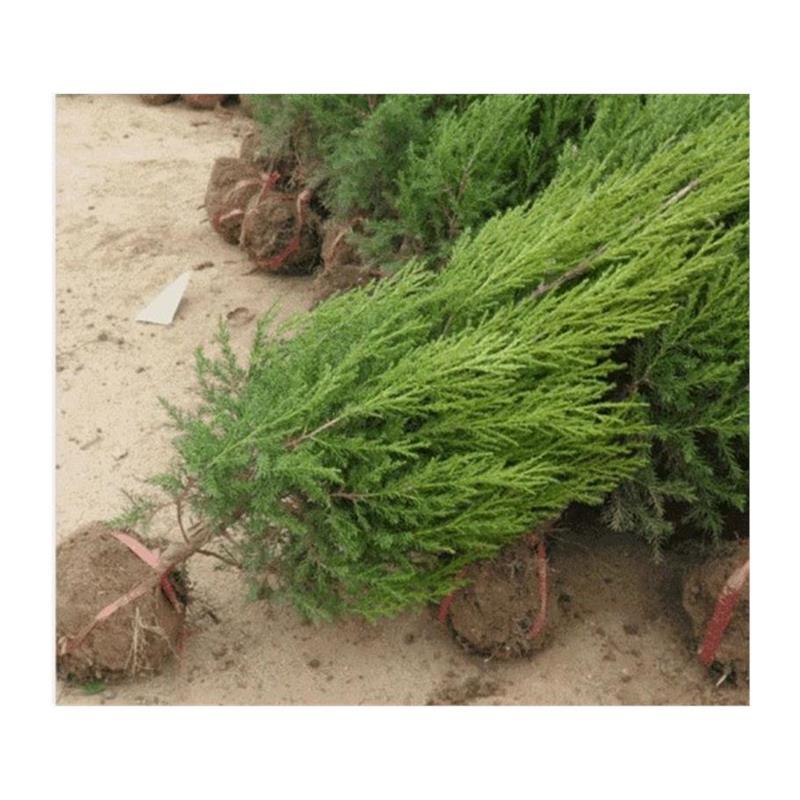 塔松墓地松坟前树松树苗清明节扫墓松柏塔柏桧柏蜀桧坟头宝厂家